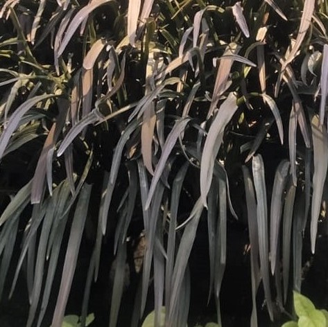 Black Lily